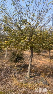 15公分朴树