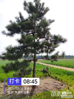 高度300厘米黑松