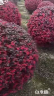 冠幅80厘米红花继木球