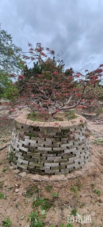 高度200厘米羽毛枫