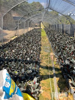 高度20厘米黑金刚橡皮树