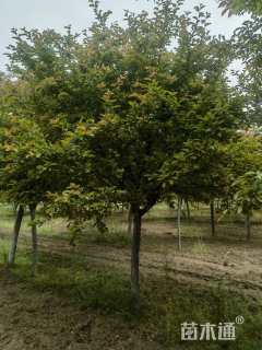 16公分北美海棠