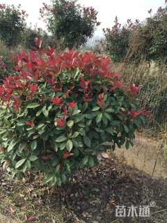 冠幅100厘米红叶石楠球