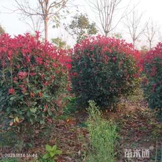 冠幅120厘米红叶石楠球