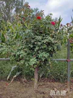 高度80厘米月季