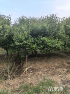 15公分红梅