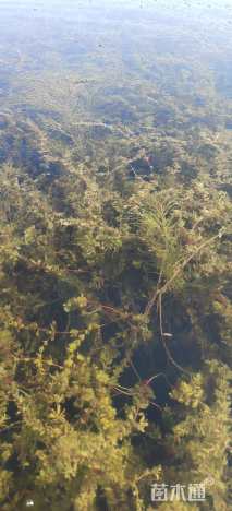 高度40厘米金鱼藻