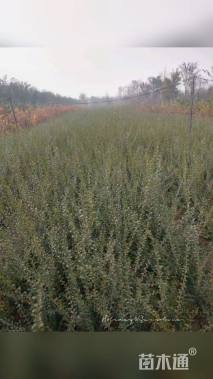 高度50厘米大叶女贞小苗