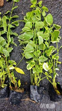 高度30厘米花叶蔓长春