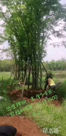 60公分丛生榉树