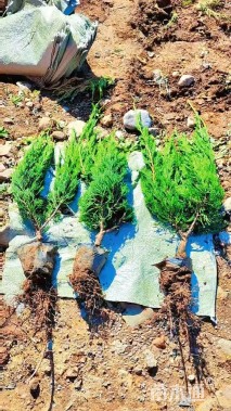 高度55厘米小龙柏