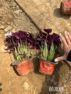 高度20厘米紫叶酢浆草