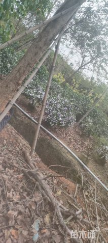 高度80厘米鸳鸯茉莉