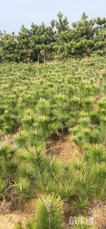 高度60厘米黑松