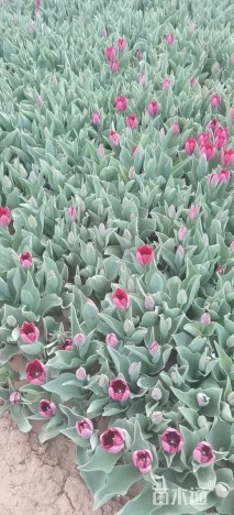 高度33厘米郁金香