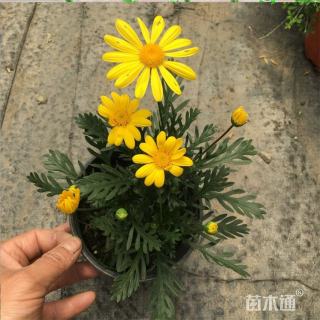 高度40厘米黄金菊