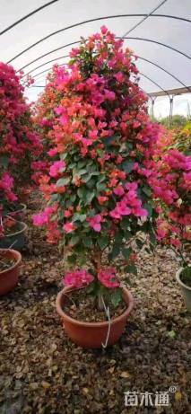 高度140厘米三角梅