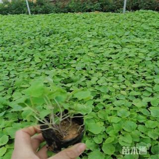 高度20厘米二月兰