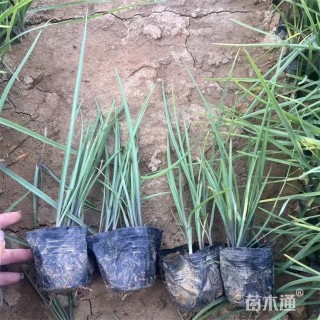 高度27厘米紫露草