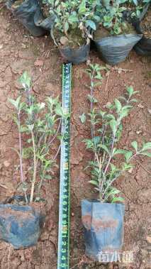 高度15厘米六月雪