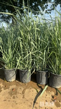 高度50厘米柳枝稷