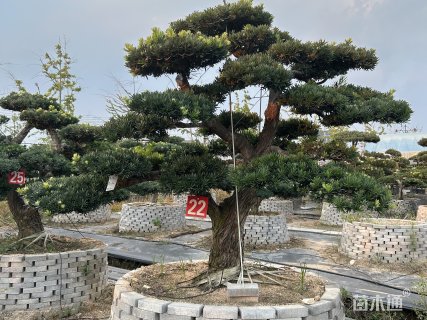 移栽苗造型罗汉松