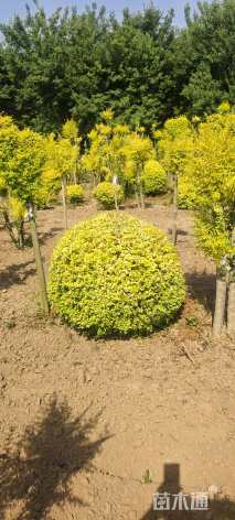 冠幅120厘米亮晶女贞球