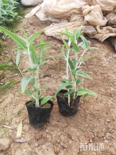 高度20厘米墨西哥鼠尾草