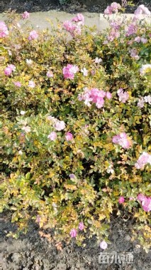 高度40厘米丰花月季
