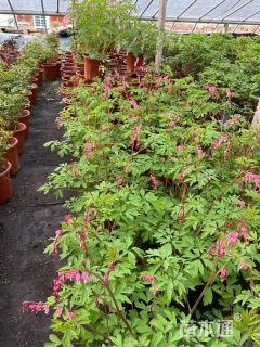 高度30厘米角茎野牡丹