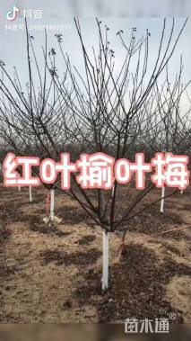 高度400厘米红叶榆叶梅