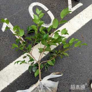 高度40厘米茶梅