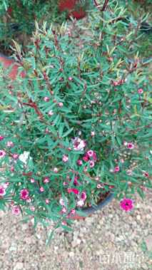 高度30厘米澳洲茶