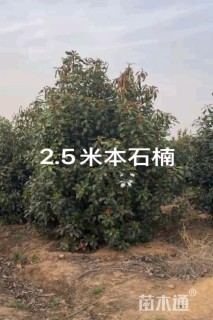 10公分本石楠