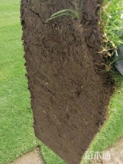 草卷状百慕大草