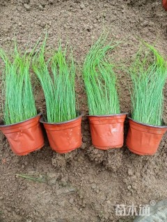 高度30厘米细叶针芒