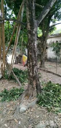 40公分龙眼树