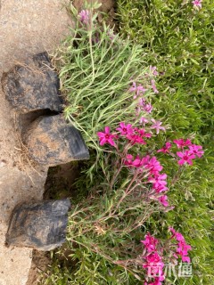 高度15厘米福禄考