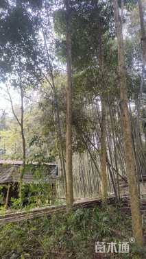 20公分桢楠