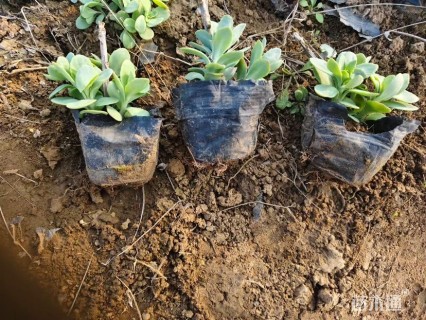 高度5厘米八宝景天