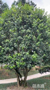 高度300厘米茶花-金玉满堂