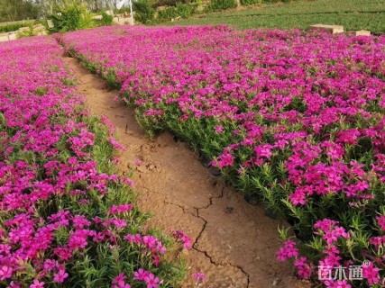 高度15厘米丛生福禄考