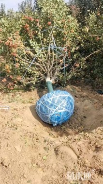 高度400厘米冬红果海棠