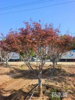 16公分日本红枫