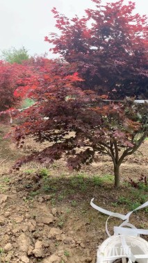 8公分日本红枫