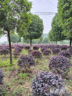 冠幅120厘米红花继木球