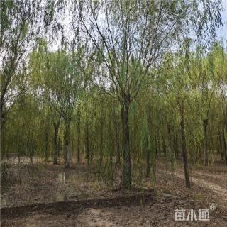 18公分柳树