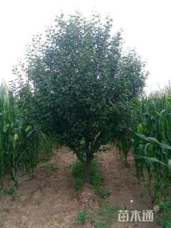 12公分八棱海棠