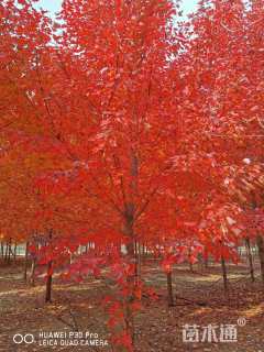 14公分美国红枫-红冠