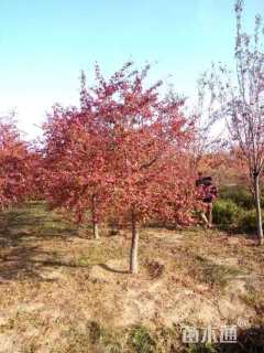 8公分凯尔斯海棠